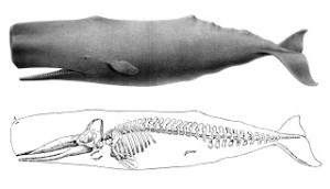 Sperm_whale_drawing_with_skeleton