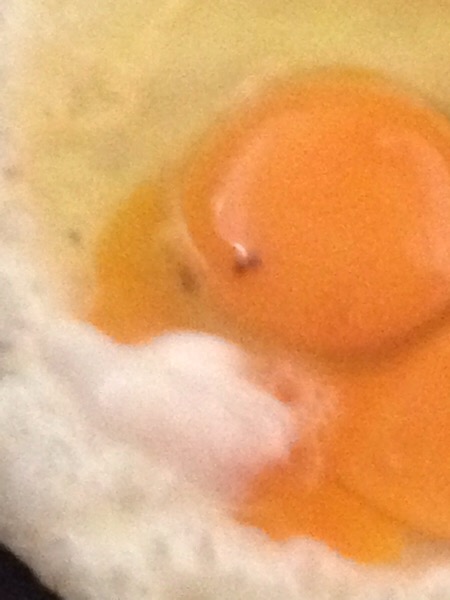 卵の黄身に黒い点が 食べれる卵と食べれない卵の解説 トリビアとノウハウノート